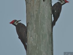 Florida_2007-2008-064